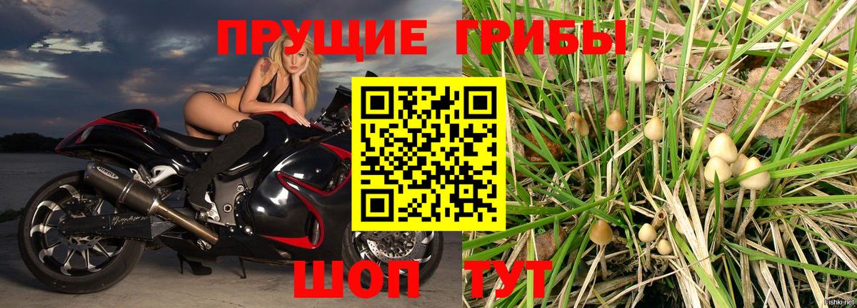 Галлюциногенные грибы Psilocybine cubensis Балтийск